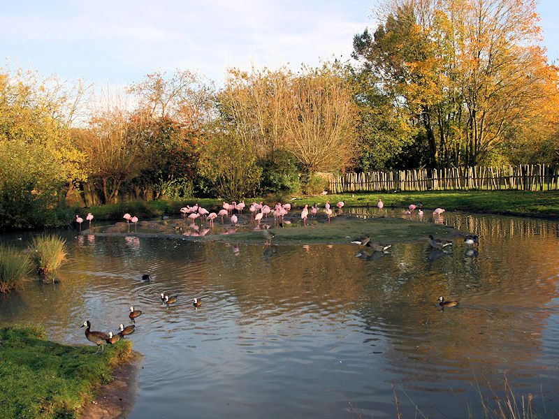 Lesser Flamingo Zone - WWT Slimbridge